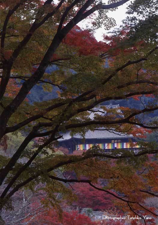 日本の風景【奈良の秋・紅葉燃ゆる】