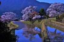 三多気の桜