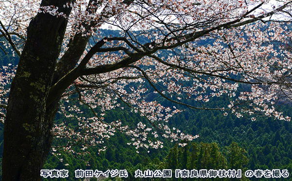 奈良県御杖村 丸山公園の山桜