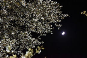 奈良県御杖村 丸山公園 桜