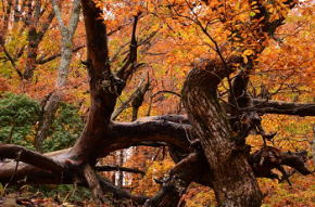 奈良県御杖村 西杉自然遊園の紅葉