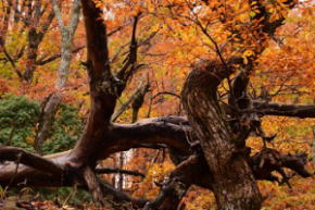 秘境 御杖村桃俣の紅葉