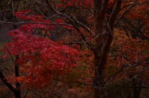 奈良県御杖村 西杉自然遊園の紅葉