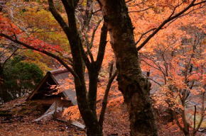 奈良県御杖村 西杉自然遊園の紅葉