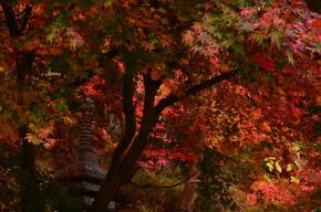 奈良県御杖村 草野の庭の紅葉