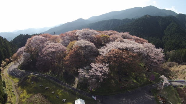 奈良県御杖村 丸山公園の桜