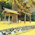 11月21日【2016】　御杖村春日神社『ラッパ銀杏』…一面 黄色の世界
