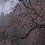 3月20日【2018】伊勢本街道沿い丸山公園の桜＆三多気の桜『開花情報』