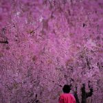 4月12日【2018】今年の春「桜」を彩る天空の庭・高見の郷しだれ桜。。。見頃です！！！