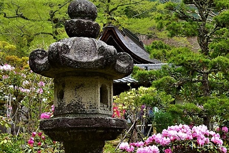 4月21日 18 奈良の春 花便り 室生寺の石楠花 他 奈良県観光情報ナビ