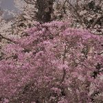 4月18日【2019】伊勢本街道沿いの今が見頃の桜情報　☺