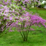 4月24日【2019】奈良県御杖村丸山公園は今、花の畳あとにひっそりとミツバツツジが…