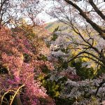 4月10日【2020】奈良の春「ヤマザクラとミツバツツジ」…丸山公園の春キラリ
