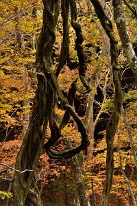 三峰山紅葉