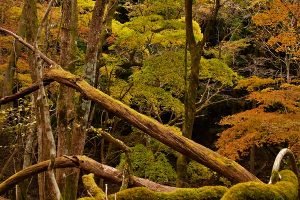 三峰山紅葉
