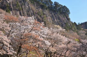 屏風岩公苑の桜