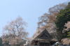 奈良県御杖村　安能寺の桜