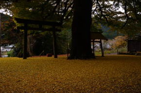 奈良県御杖村　春日神社の紅葉