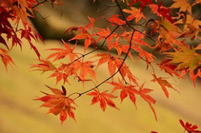 奈良県御杖村　丸山公園の紅葉