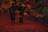 奈良県の紅葉　１