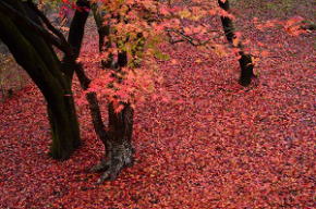 奈良県御杖村　丸山公園の紅葉