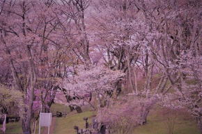 奈良県御杖村　丸山公園 桜とツツジ