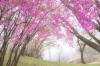 奈良県御杖村　丸山公園の桜