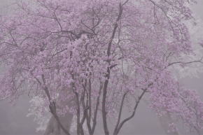 奈良県御杖村　丸山公園の桜